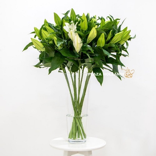 WHITE LILLY IN A VASE